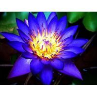 loto_ng5